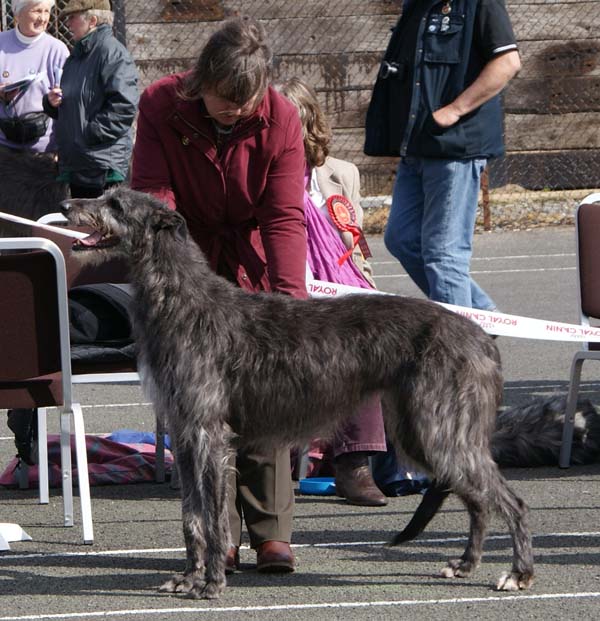 Rosslyn Pippa of Beardswood