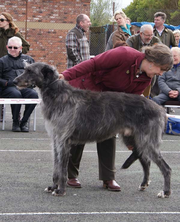 Ch. Greyfriars Gille of Beardswood