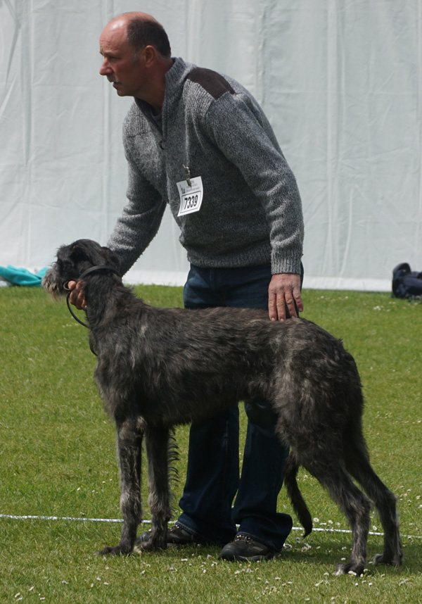 Arvernien Bracken