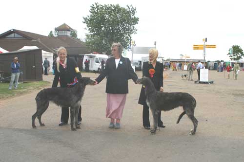 BOB & BOS Deerhound Club Breed Show 2004