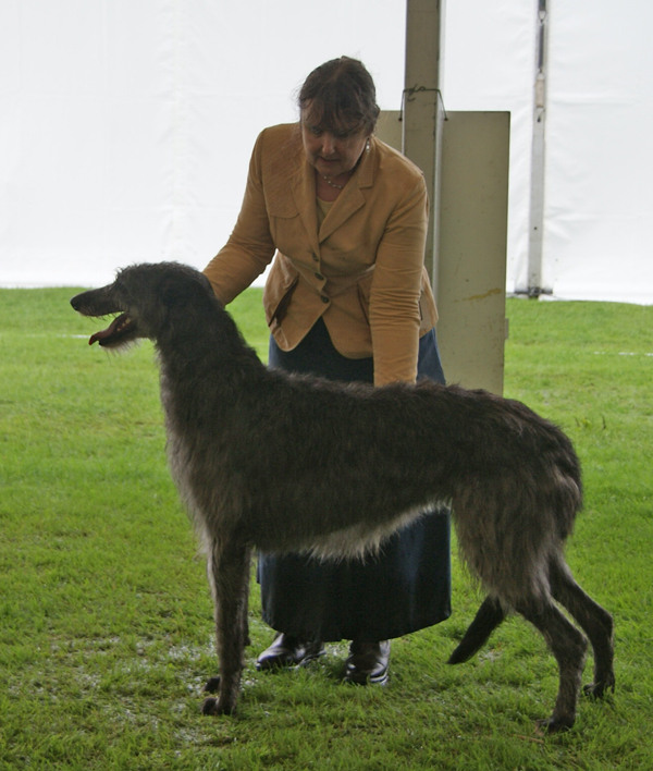 Rosslyn Pippa of Beardswood