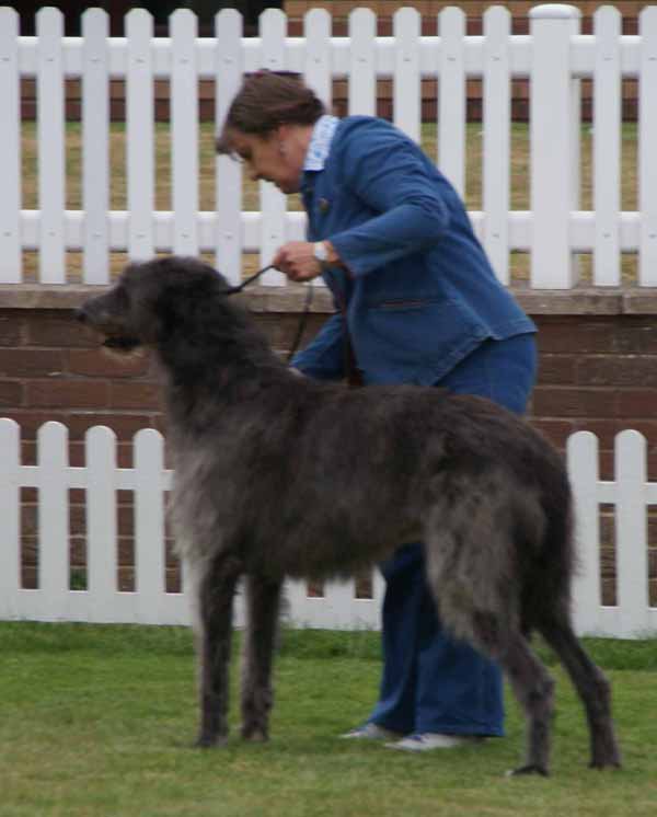 Ch. Greyfriars Gille of Beardswood