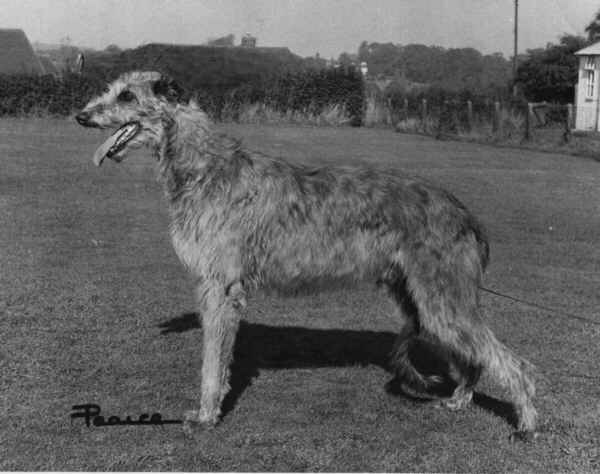  CH.UPLAND PEGASUS