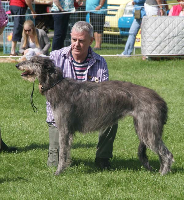 Kingrock Chieftain's Choice At Glenhaigh