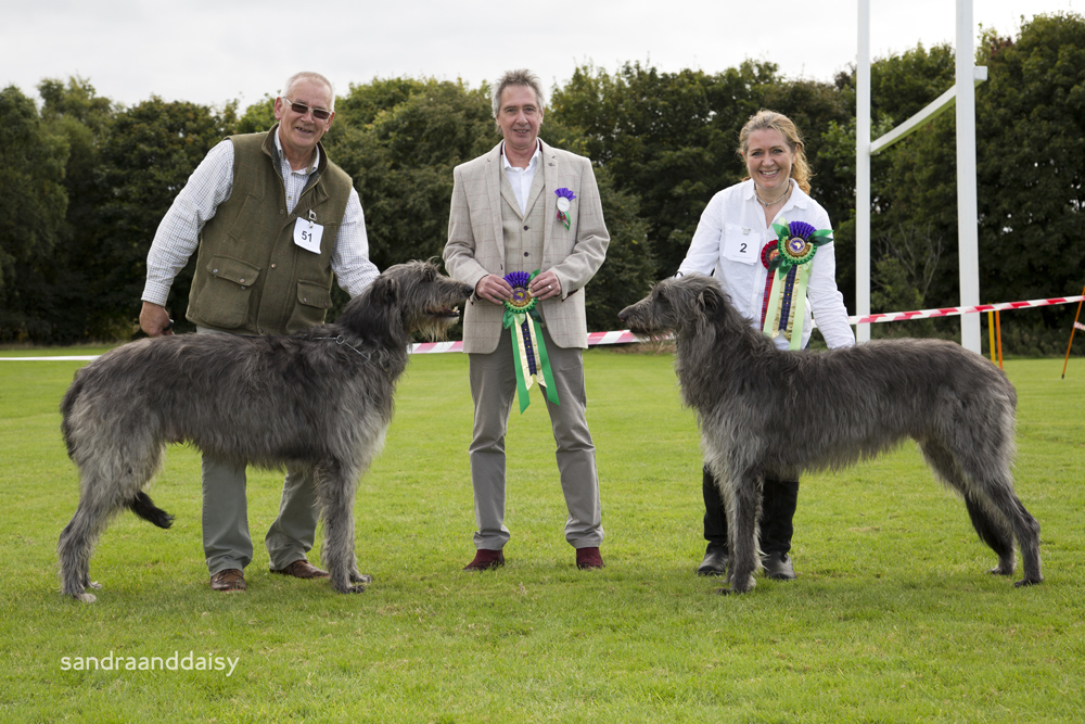 Best Dog and Reserve Best Dog