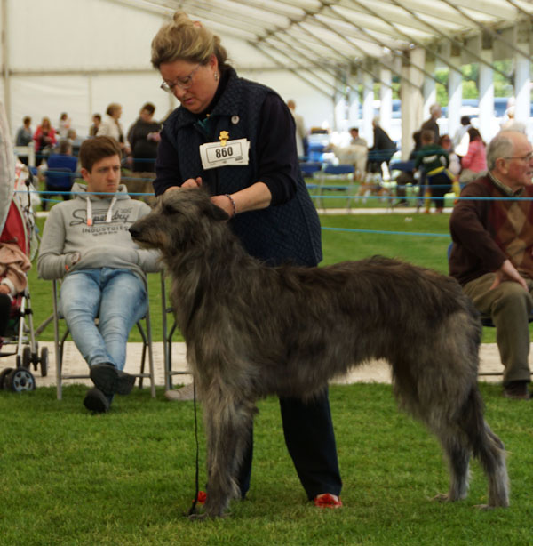 1st Postgraduate Dog