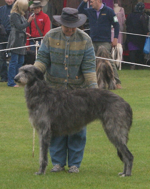 Beardswood Octavia