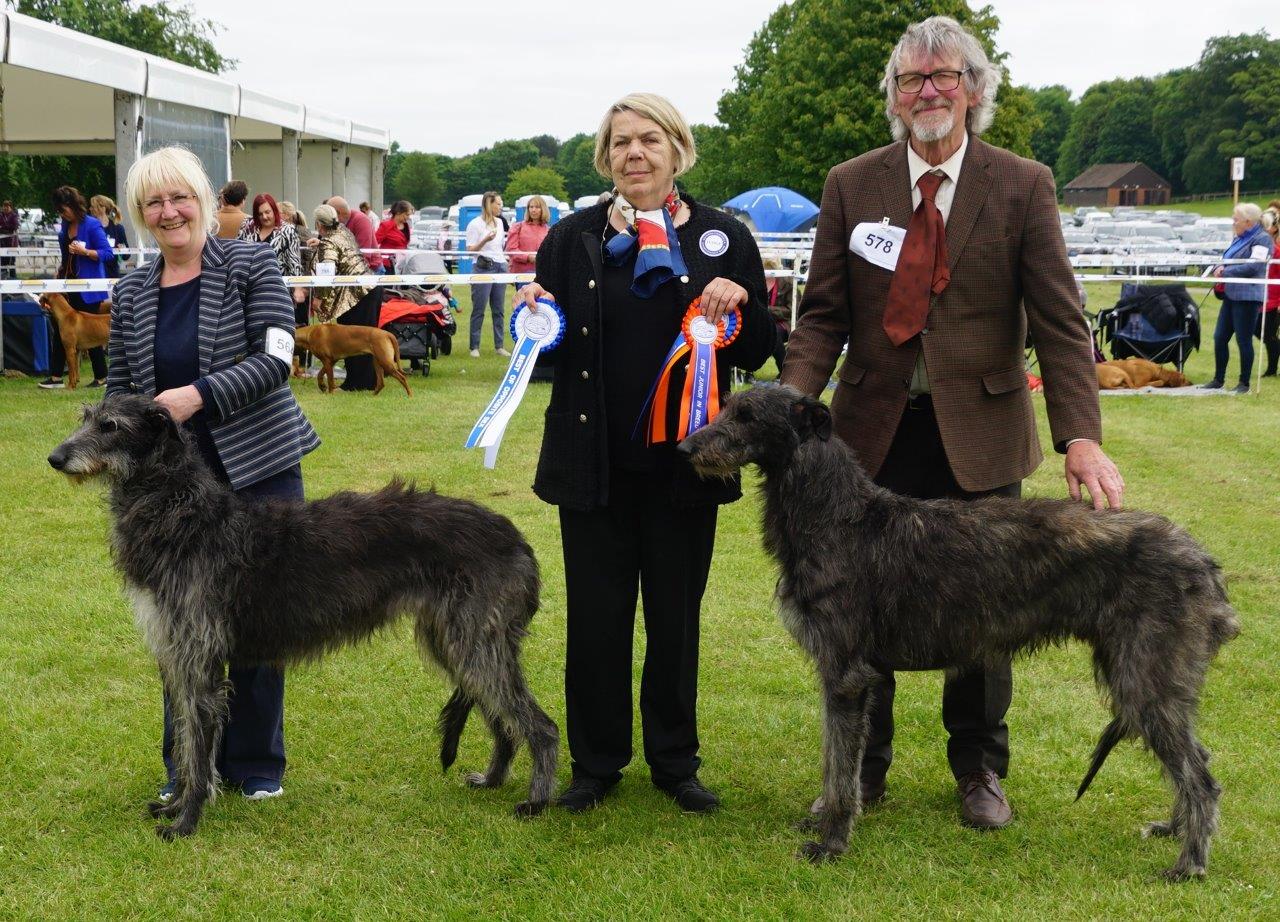 Deerhounds at Southern Counties 2023