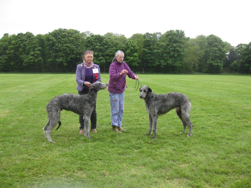 BOB & RBOB Hound Club of East Anglia