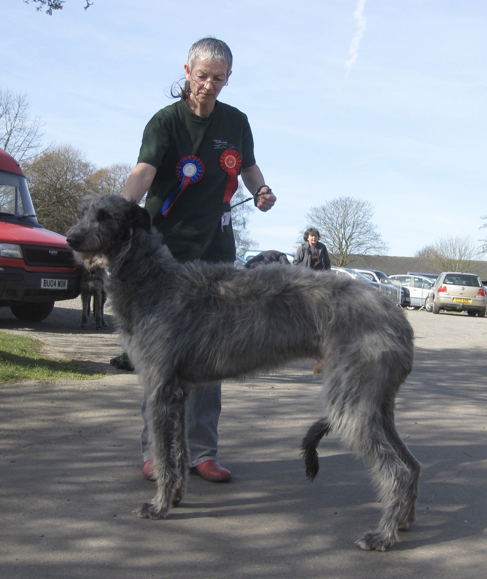 BOB & RBOB Hound Club of East Anglia