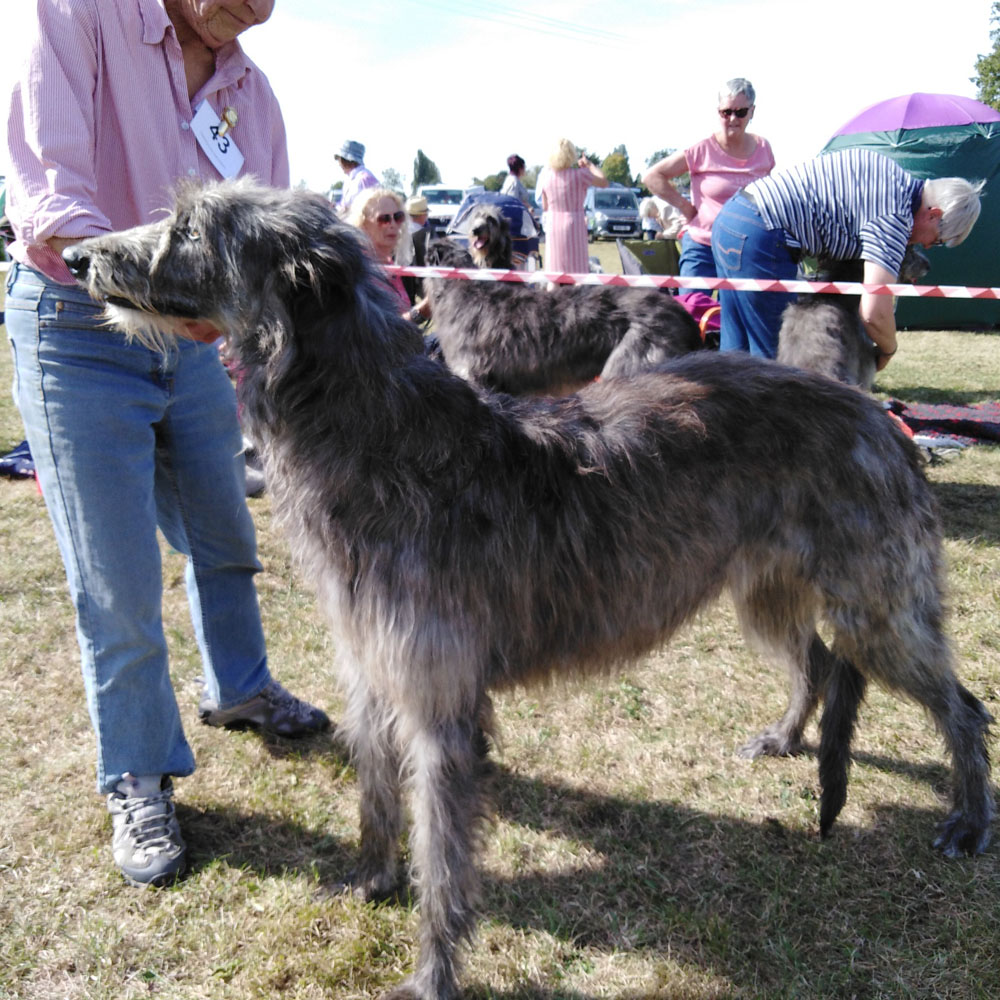 BOB & RBOB Hound Club of East Anglia