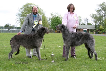 BOB & BOS Deerhound Club Breed Show 2004