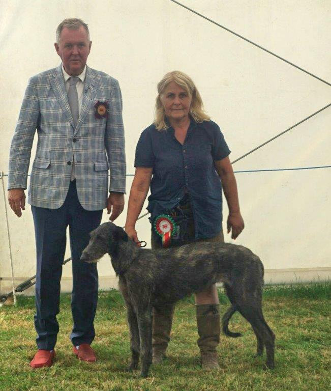 Best Puppies Welsh Kennel Club 2015