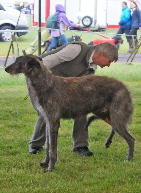 Regalflight Poacher at Leksmoor