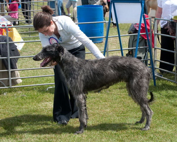 Best Puppy Border Union 2010