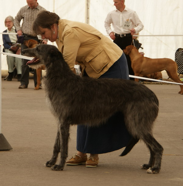 Rosslyn Pippa of Beardswood