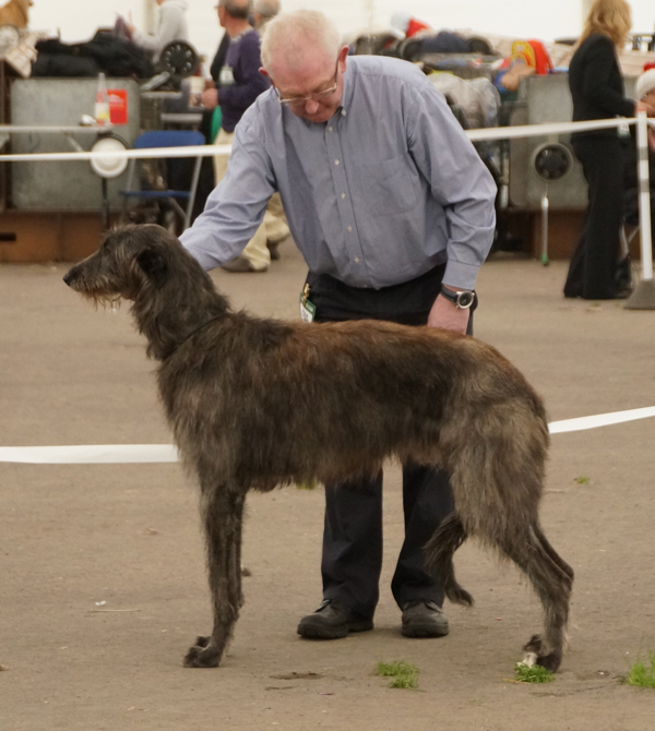 1st Postgraduate Dog