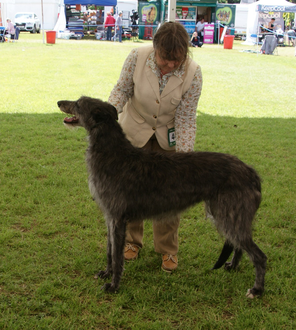 Rosslyn Pippa of Beardswood