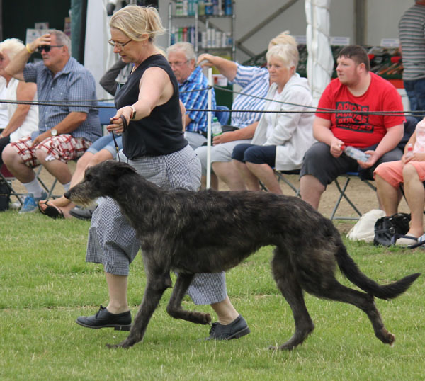 Ormanstar Fast Cat Betty