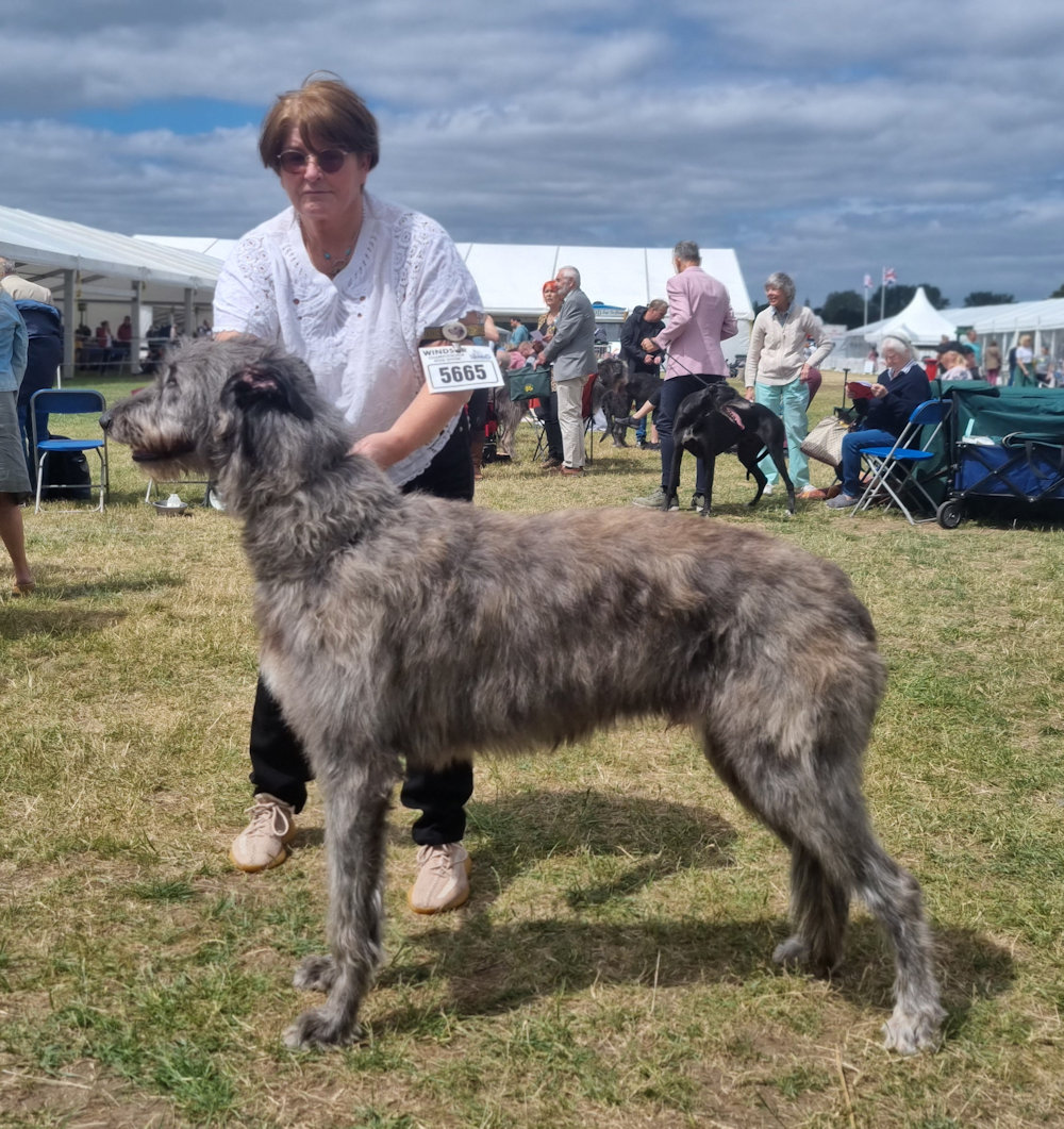 Yearling Dog 1st