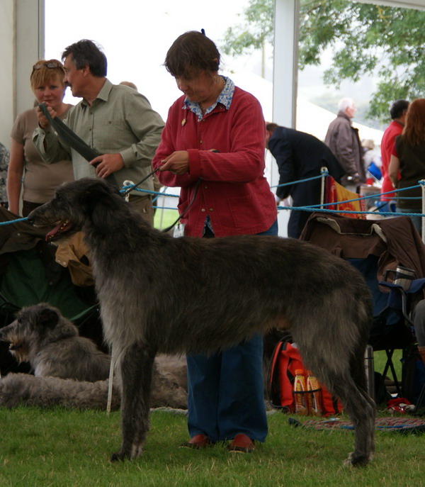 Ch Greyfriars Gille Of Beardswood